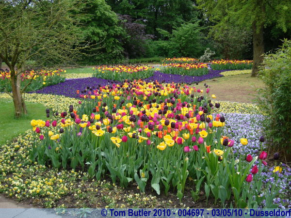 Photo ID: 004697, Tulips in the Nordpark, Dusseldorf, Germany