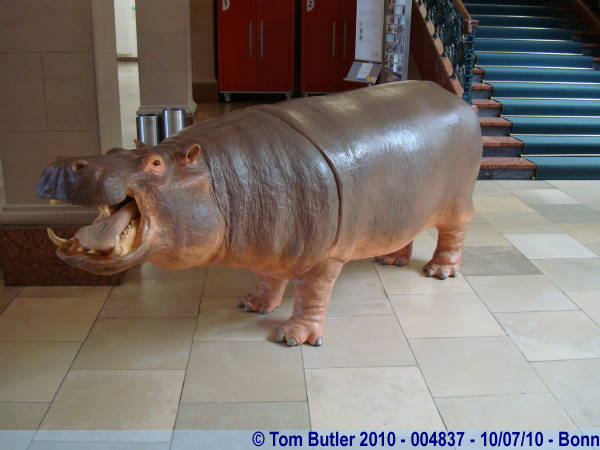 Photo ID: 004837, A hippo inside Museum Knig, Bonn, Germany