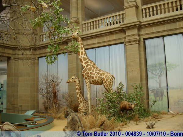 Photo ID: 004839, Giraffes frozen in time, Bonn, Germany