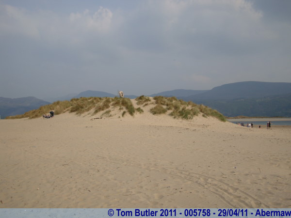 Photo ID: 005758, A head rises from the dunes, Abermaw, Wales
