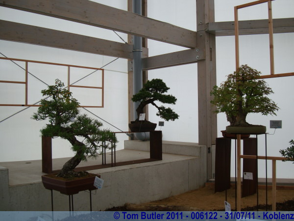 Photo ID: 006122, Bonsai on display at BUAG, Koblenz, Germany