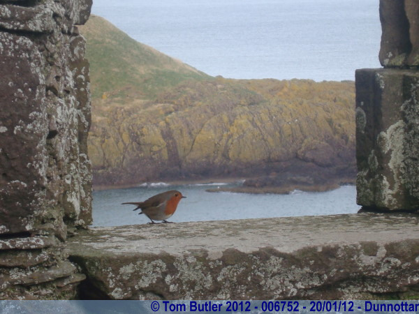 Photo ID: 006752, A robin in the ruins, Dunnottar, Scotland