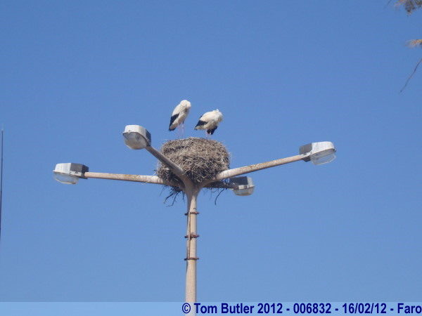 Photo ID: 006832, Storks nesting on the top of a lamppost, Faro, Portugal