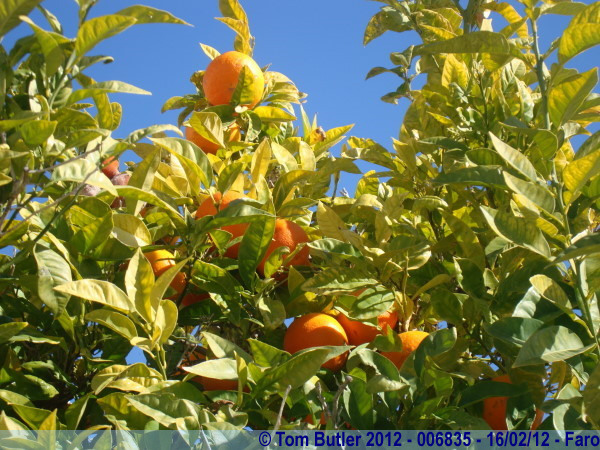 Photo ID: 006835, Looking through the orange trees, Faro, Portugal