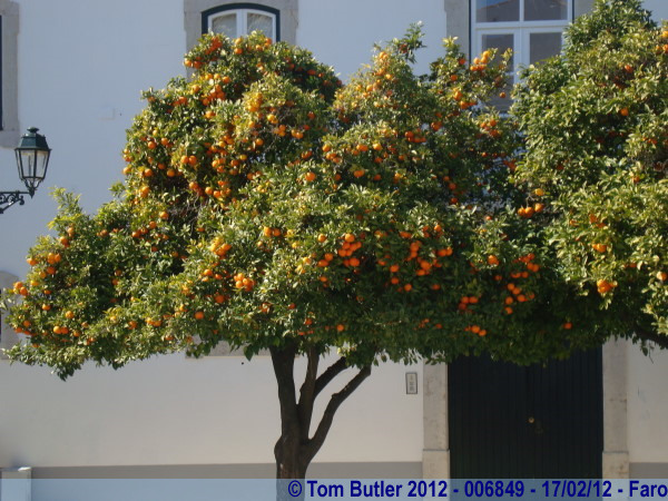 Photo ID: 006849, Fully laden Orange trees, Faro, Portugal