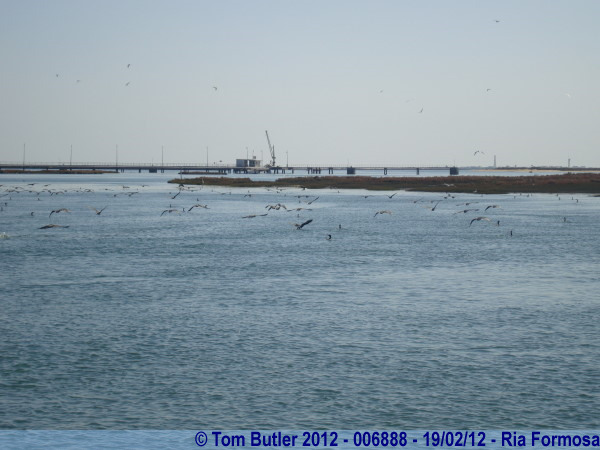 Photo ID: 006888, Cormorants come in to feed, Ria Formosa, Portugal