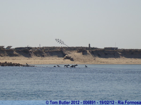 Photo ID: 006891, Cormorants sunning themselves, Ria Formosa, Portugal
