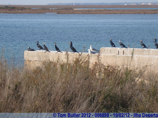 Photo ID: 006898, Cormorants and Gulls on the North Coast, Ilha Deserta, Portugal