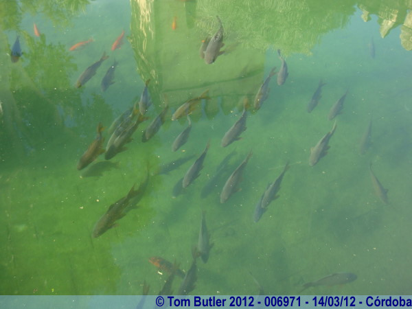 Photo ID: 006971, Fish swim in the fish pond, Crdoba, Spain