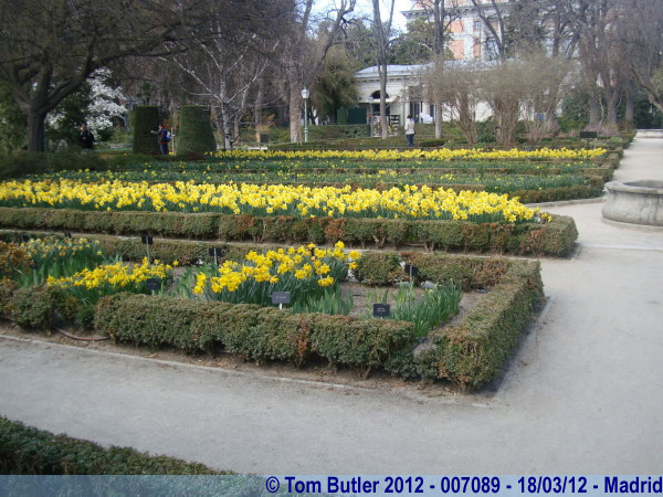 Photo ID: 007089, Daffodils in bloom in the Botanical Gardens, Madrid, Spain