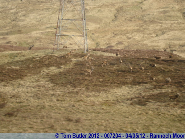 Photo ID: 007204, Deer on the Moor, Rannoch Moor, Scotland
