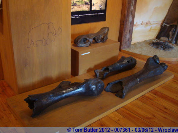 Photo ID: 007361, Mammoth bones in the archaeological museum, Wroclaw, Poland