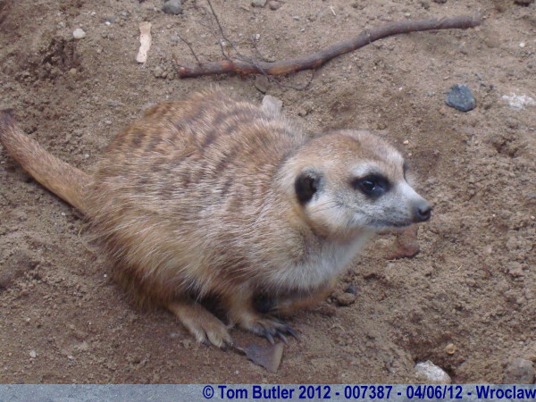 Photo ID: 007387, Compare the Meerkats, Wroclaw, Poland