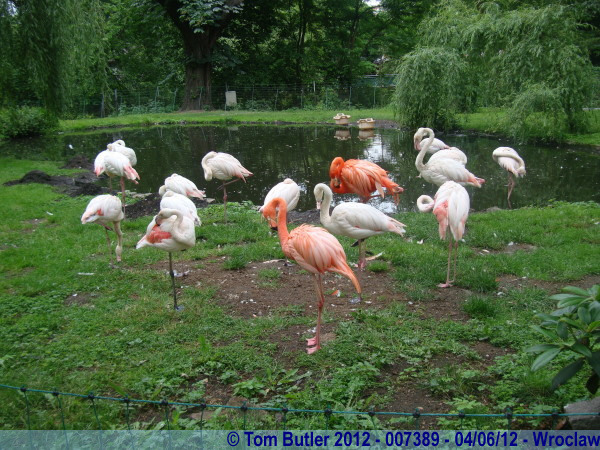 Photo ID: 007389, Flamingos, Wroclaw, Poland