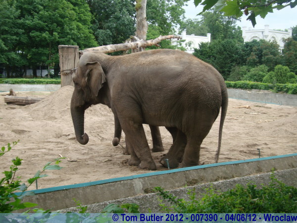 Photo ID: 007390, A sad looking elephant, Wroclaw, Poland