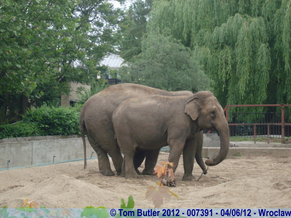 Photo ID: 007391, Two elephants, Wroclaw, Poland