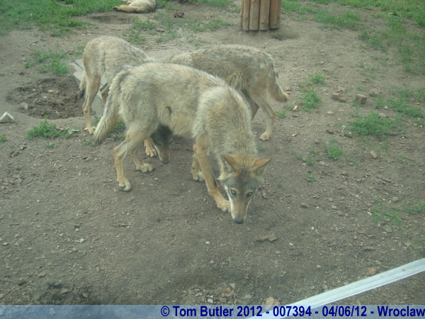 Photo ID: 007394, Sly wolves, Wroclaw, Poland