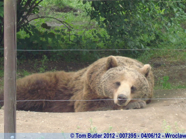 Photo ID: 007395, Bored Bear, Wroclaw, Poland