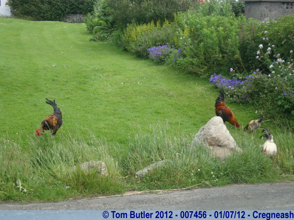 Photo ID: 007456, Chickens peck around the farm, Cregneash, Isle of Man