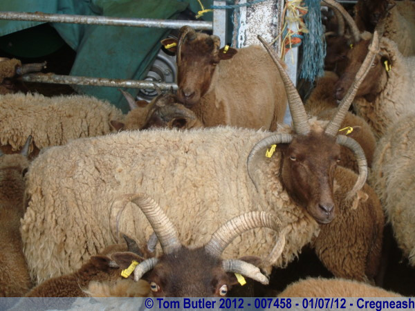 Photo ID: 007458, A fine set of horns, Cregneash, Isle of Man