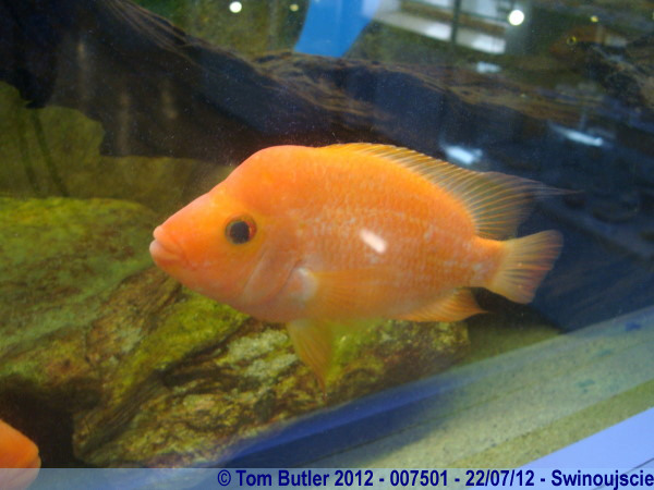 Photo ID: 007501, Aquarium in the fishing museum, Swinoujscie, Poland
