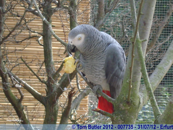 Photo ID: 007735, A parrot considers dinner, Erfurt, Germany