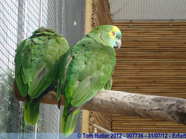 Photo ID: 007736, Two parrots looking ready for bed, Erfurt, Germany