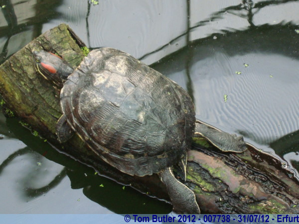 Photo ID: 007738, A terrapin in the greenhouses, Erfurt, Germany