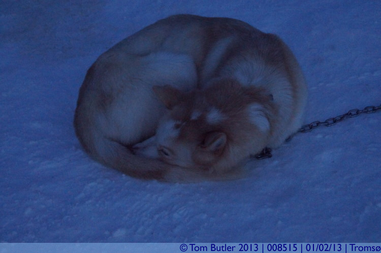 Photo ID: 008515, Not the warmest place for a nap, Troms, Norway