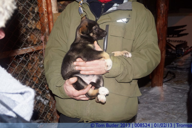 Photo ID: 008524, Next generation of Alaskan Husky, Troms, Norway
