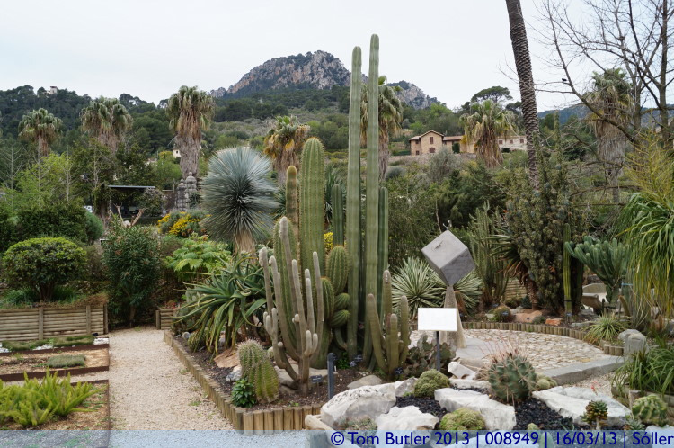 Photo ID: 008949, Cactus's growing outdoors, Sller, Spain