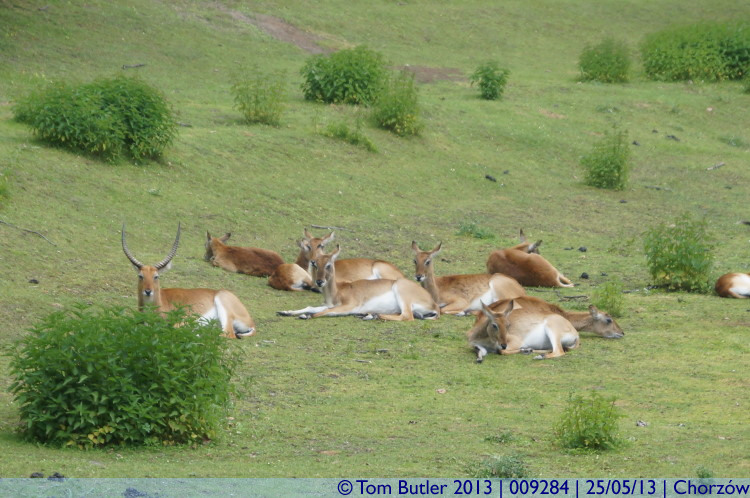 Photo ID: 009284, Antelope, Chorzw, Poland