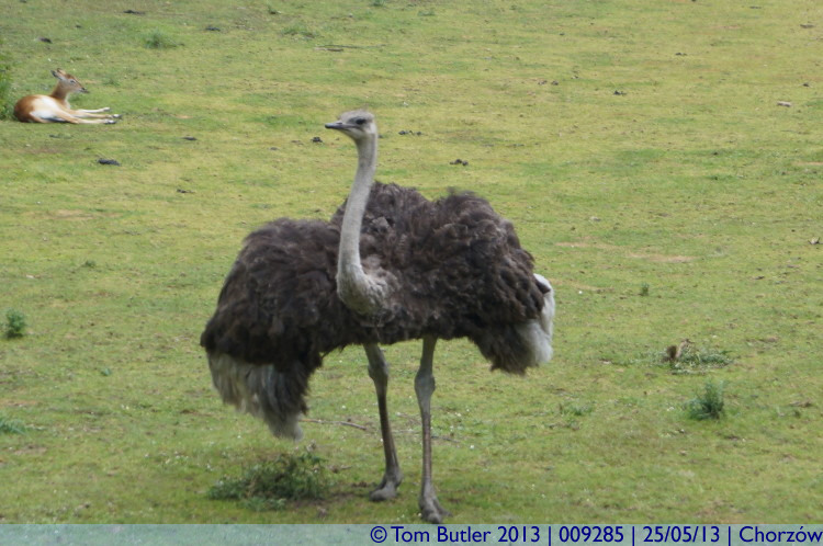 Photo ID: 009285, Ostrich and Antelope, Chorzw, Poland