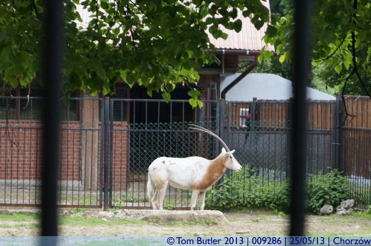 Photo ID: 009286, An antelope, Chorzw, Poland