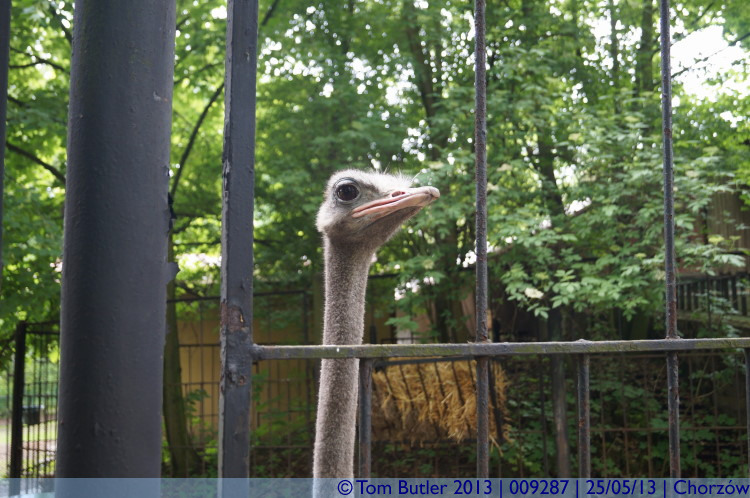 Photo ID: 009287, Ostrich comes for a look, Chorzw, Poland