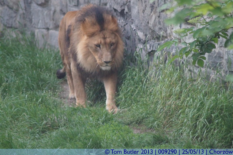 Photo ID: 009290, Depressed lion, Chorzw, Poland