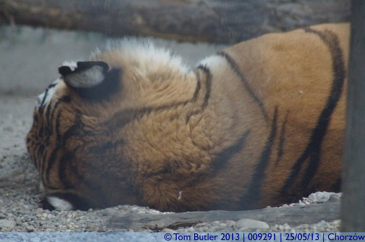 Photo ID: 009291, Sleeping Tiger, Chorzw, Poland