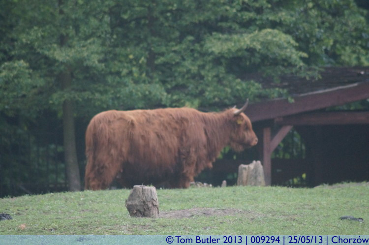 Photo ID: 009294, Highland Cattle as zoo animals, Chorzw, Poland