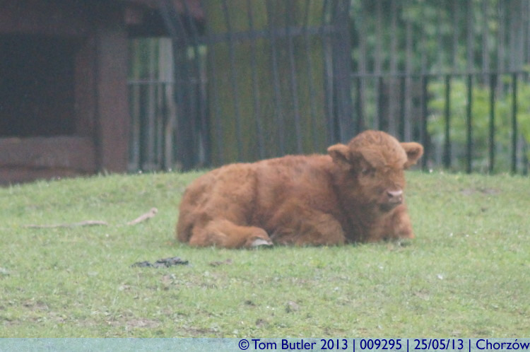 Photo ID: 009295, A Highland Calf, Chorzw, Poland