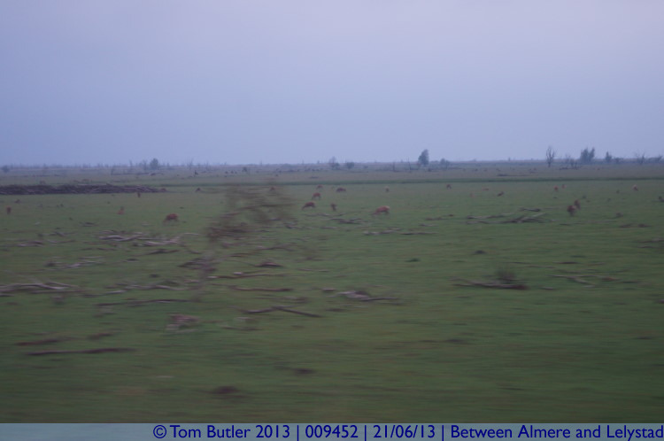 Photo ID: 009452, Deer roam a totally flat landscape, Between Almere and Lelystad, Netherlands