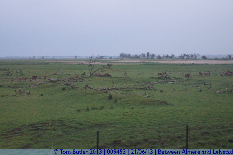 Photo ID: 009453, Deer and a few hills, Between Almere and Lelystad, Netherlands