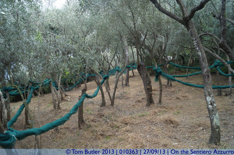 Photo ID: 010363, Waiting for the Olives, On the Sentiero Azzurro, Italy
