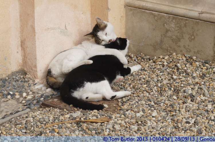 Photo ID: 010424, Two cats relax in the Palazzo Reale, Genoa, Italy