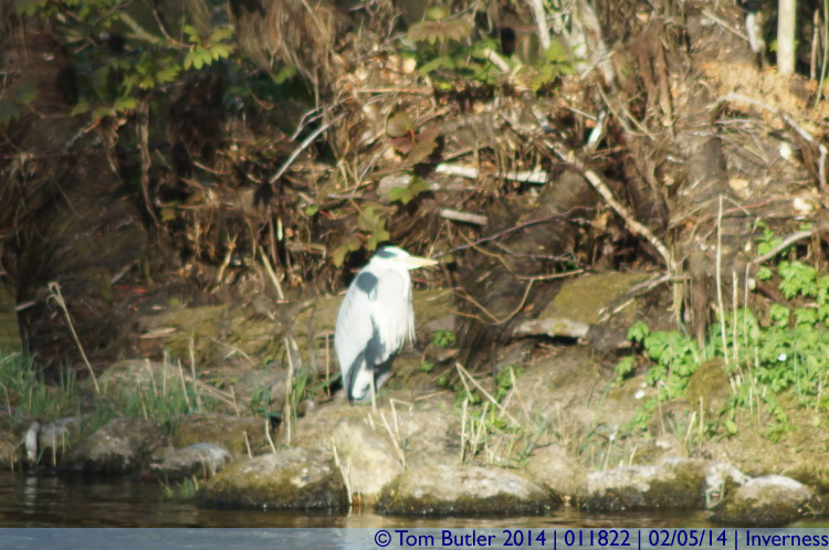 Photo ID: 011822, A Heron, Inverness, Scotland