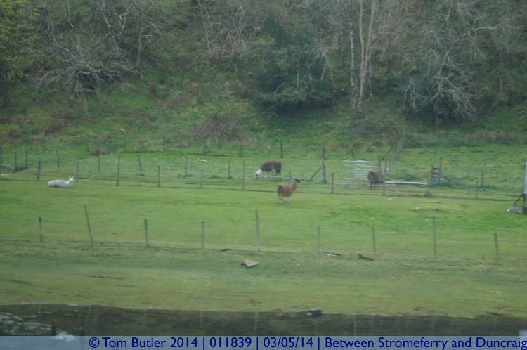 Photo ID: 011839, Highland Llamas, Between Stromeferry and Duncraig, Scotland