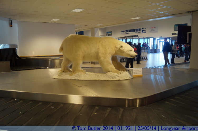 Photo ID: 011921, Unexpected bear in the bagging area, Longyear Airport, Norway