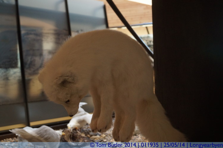 Photo ID: 011935, Arctic Fox, Longyearbyen, Norway