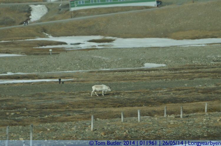 Photo ID: 011961, Reindeer grazing, Longyearbyen, Norway