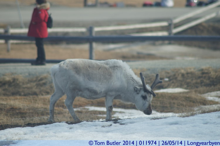 Photo ID: 011974, A reindeer munching outside my hotel room, Longyearbyen, Norway