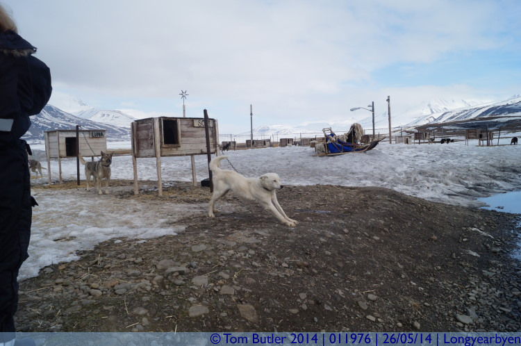 Photo ID: 011976, Limbering up, Longyearbyen, Norway